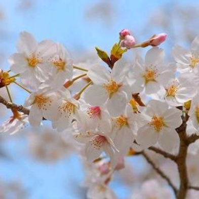 ◆吉村屋春の旬菜膳会席プラン　《春のお野菜と山菜を》【個室食＆貸切風呂】